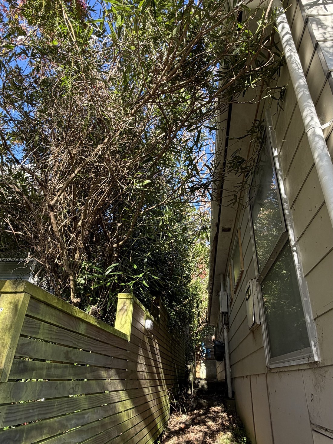 Overgrown tree before pruning — Tidy Troopers