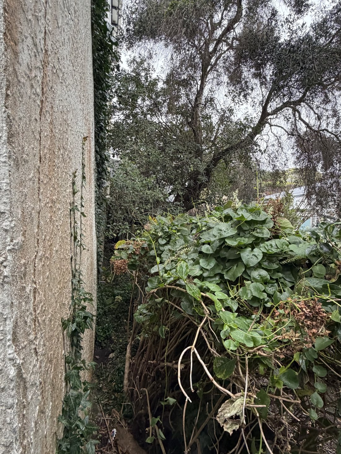 Overgrown side passage before clearance — Tidy Troopers