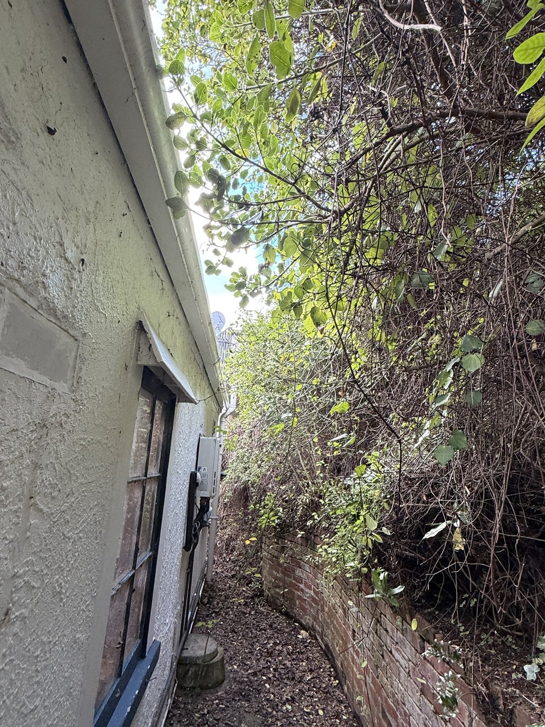 Overgrown branches before tree pruning — Tidy Troopers