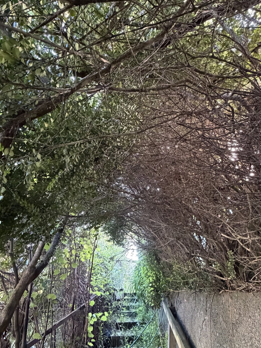 Overgrown canopy before tree pruning — Tidy Troopers