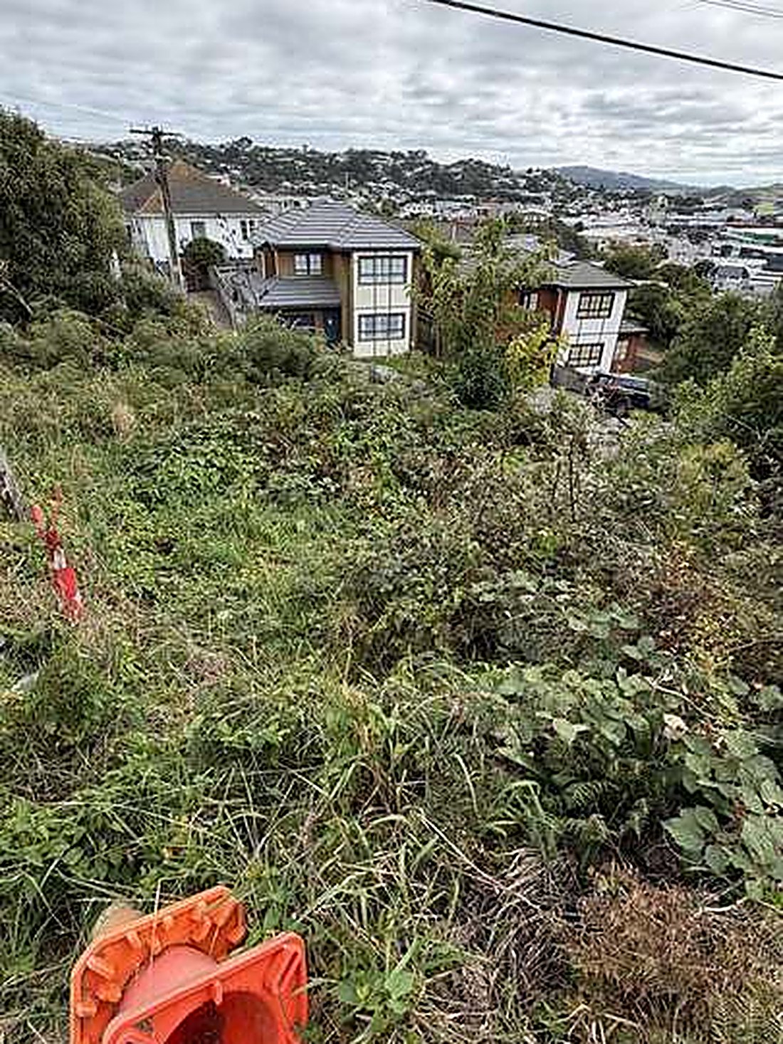 Overgrown section before clearance — Tidy Troopers