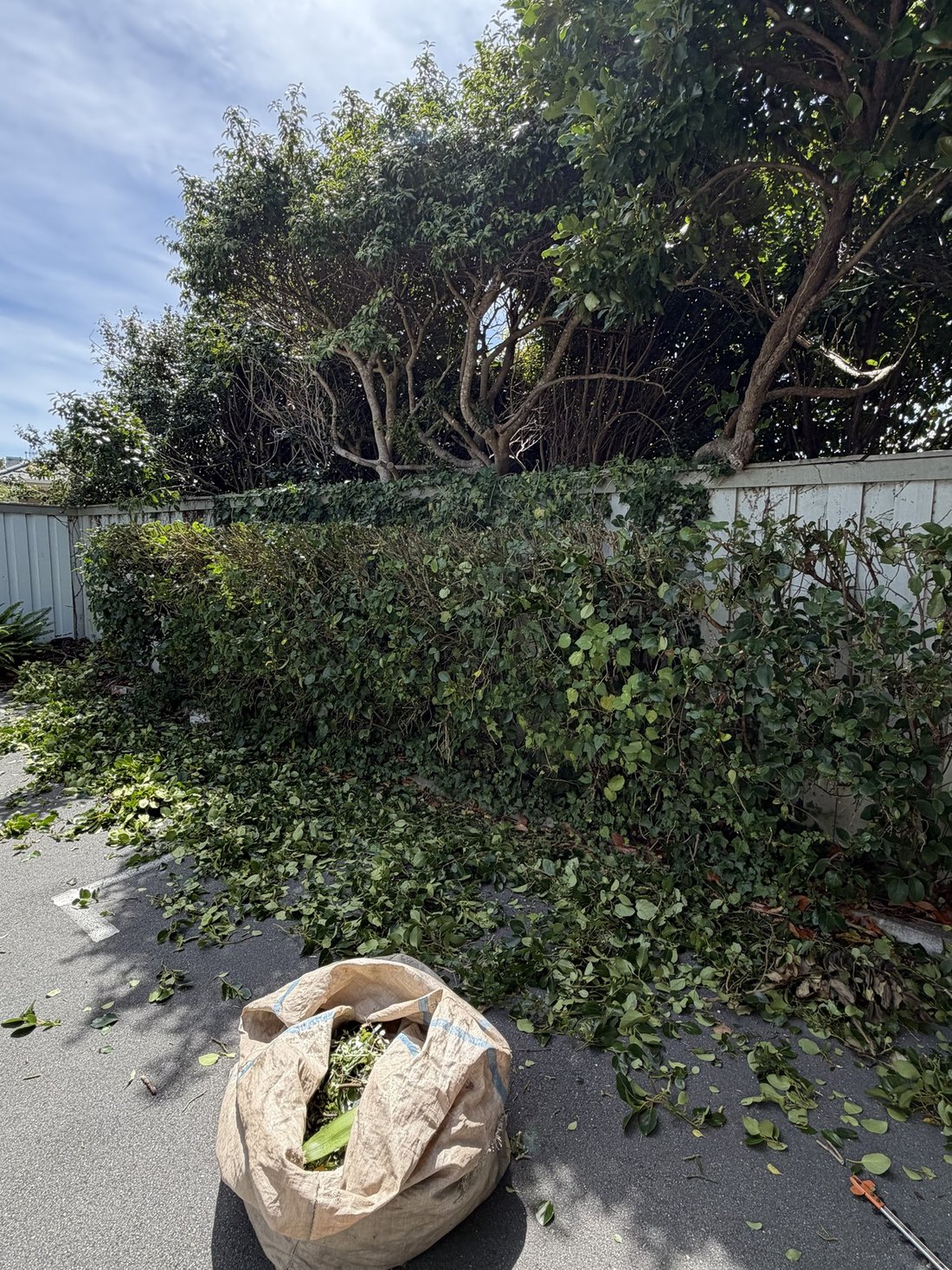 Overgrown hedge before maintenance — Tidy Troopers