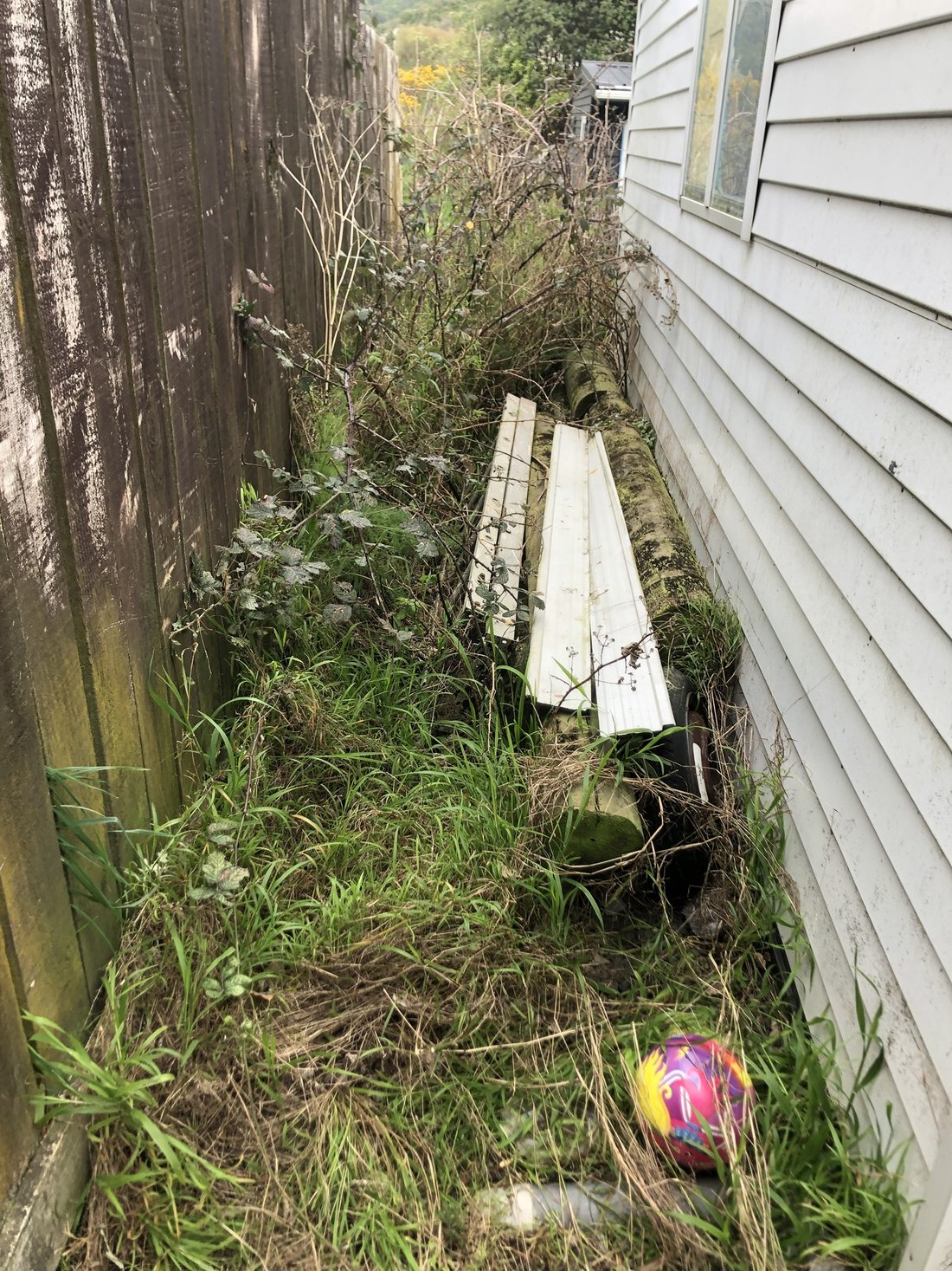 Blackberry and weeds before removal — Tidy Troopers
