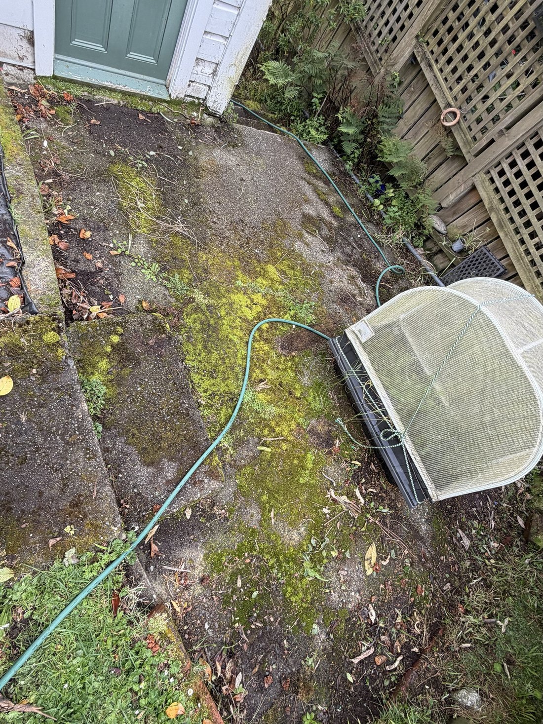 Mossy concrete path before pressure wash — Tidy Troopers